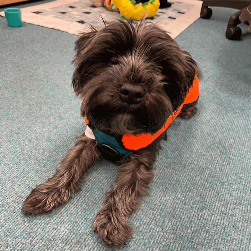 Bourbon, a Yorkie-Westie crossbreed school dog in a high-vis orange tabard