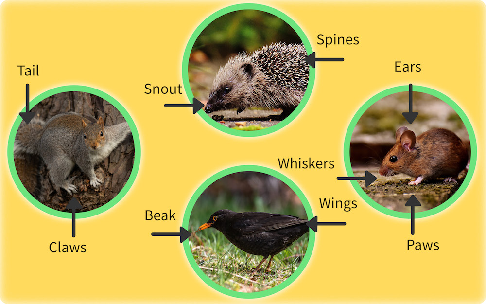 Four circles on yellow background. Within circles are a hedgehog, mouse, squirrel and blackbird with arrows identifying body parts.