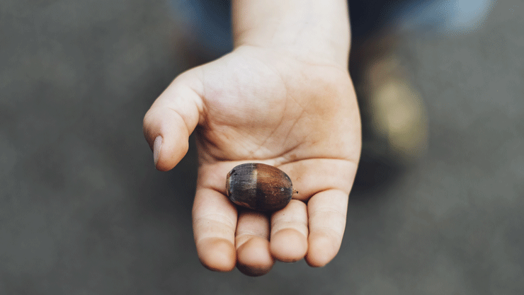 Child's hand holding acorn