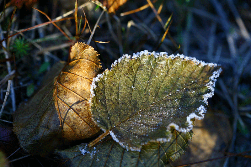 Frosty leaf in winter