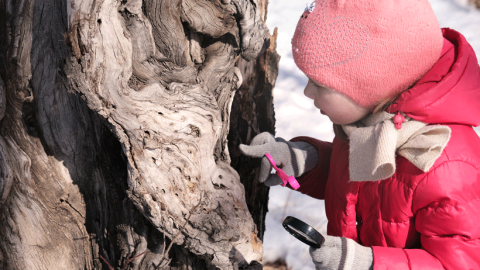 Little girl dressed in warm clothes, closely inspecting a tree in winter