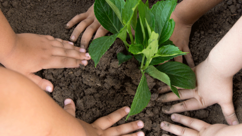 Children's hands in the mud, planting a sapling tree.