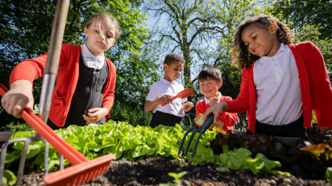 Schoolchildren working together in a school garden to grow vegetables.
