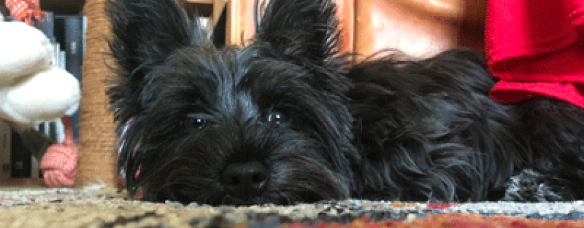 Bourbon, Yorkie-westie crossbreed school dog