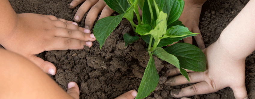 Children's hands in the mud, planting a sapling tree.