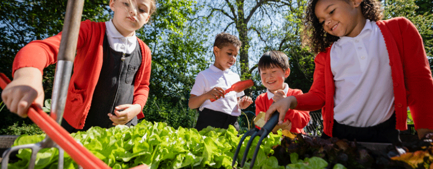 Schoolchildren working together in a school garden to grow vegetables.